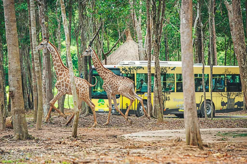 Vinpearl safari Phu Quoc