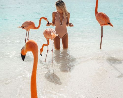 Người ta đã lấy tên Con Hồng Hạc để đặt tên cho bãi biển tuyệt đẹp độc nhất vô nhị - Flamingo