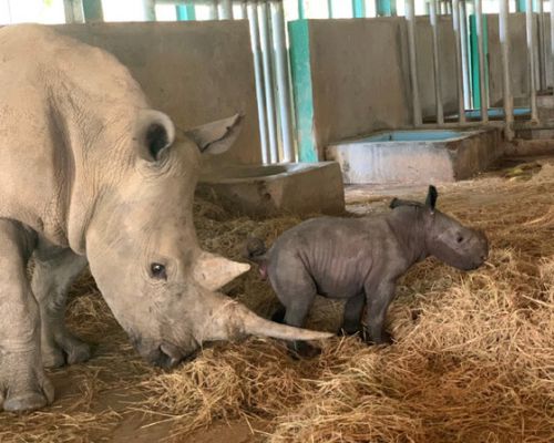 Tê giác đầu tiên vừa chào đời tại Vinpearl Safari Phú Quốc